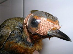 Kontaktlinsen für Zugvögel